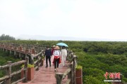 境外媒体探访广西红树林“候鸟乐土”
