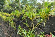 （乡村行·看振兴）石斛花开火山岩 施茶村里幸福来