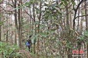福建明溪发现罕见花榈木野生种群