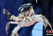 （乡村行·看振兴）浙江嘉善：一只湖蟹品“三味” 农文旅融合激活共富密码