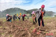 （乡村行·看振兴）广西乡村红薯飘香 铺就“甜蜜”振兴路