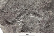 英国苏格兰出土4.25亿年前一类似千足虫的古生物化石