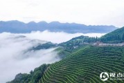 汉中市西乡县堰口镇：名山 秀水 花海 绿茶美如画