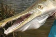 河南汝州巨型怪鱼系高危外来生物