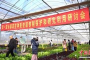 上海：五彩生菜“秀”出农业新活力 中外专家共话种质创新与产业升级