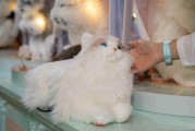 会「眨眼」的仿真毛绒 + 懂「蹭脸」的 AI 智能：Chongker 玩心展，毛绒黑科技来袭