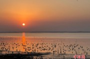 大批珍稀候鸟飞抵鄱阳湖越冬 科技助力守护候鸟迁飞